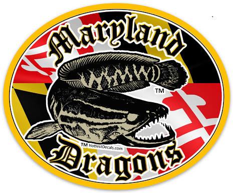 Maryland Dragons decal